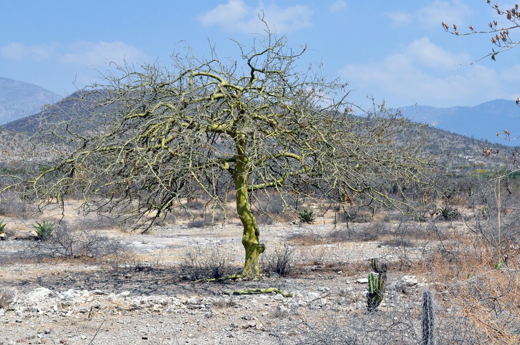 Arbol del desierto (EaguirreG) by Enrique Aguirre