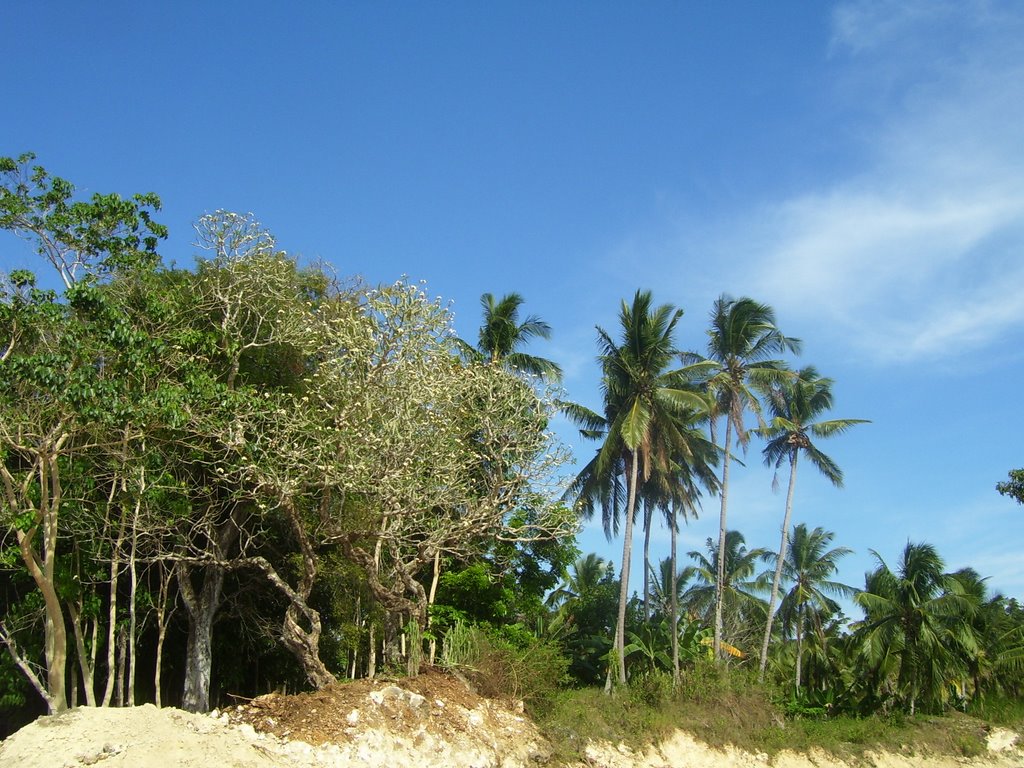 Diversified local roadside greenery along the provincial highway in Siquijor Island by kang © francis b i ♣