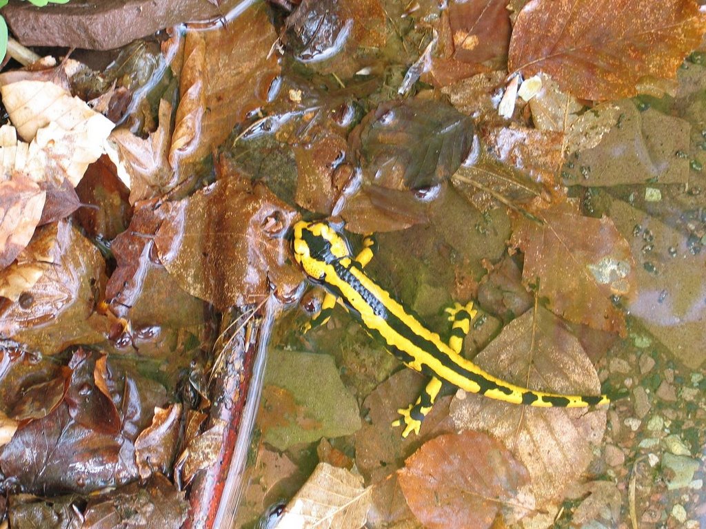 Salamander im Hasselbachtal by hegemann