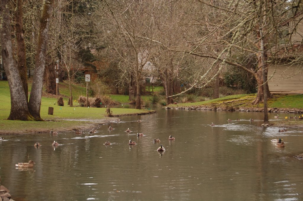 Duck Pond by Chris Yoder by spiceupdinner