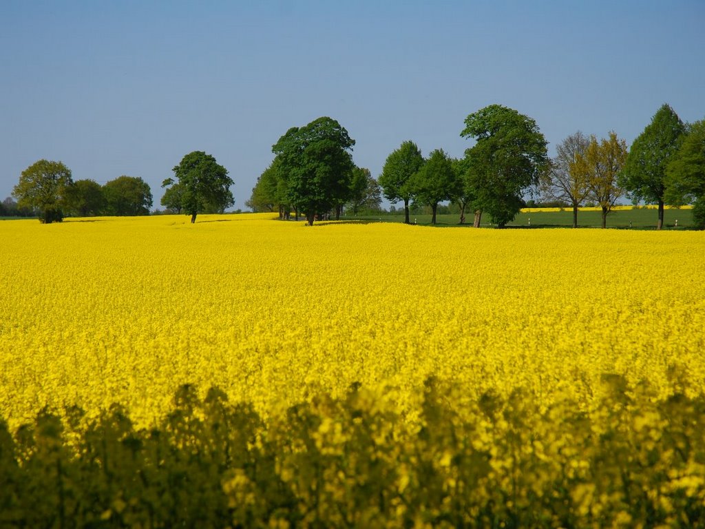 Rapsfeld bei Neverstaven by Hans Wolters