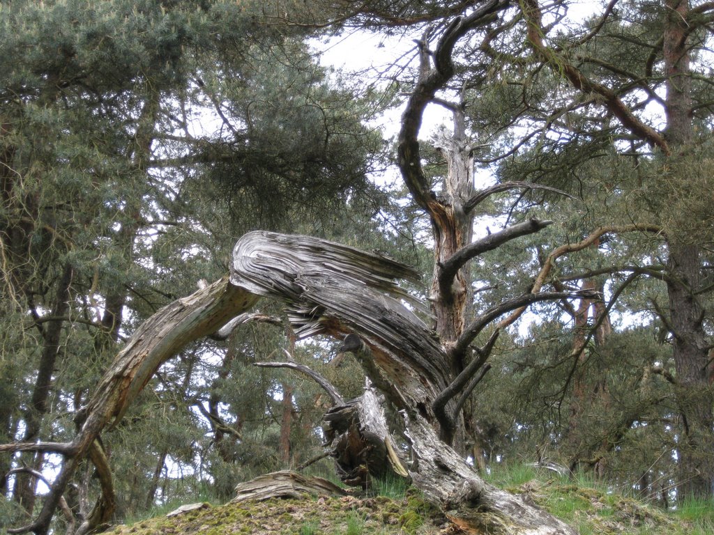 Wekeromse Zand - Tree Sculpture 2009 by 27 Ants