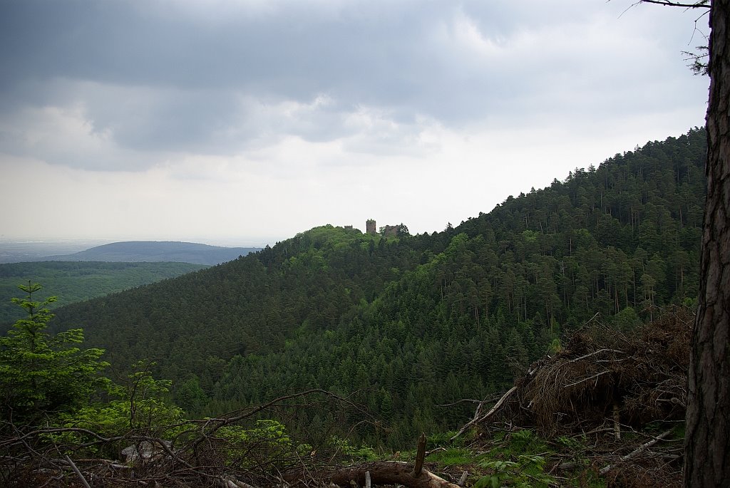 The Ottrott castle (Seen eastward) by Didier Schmitt