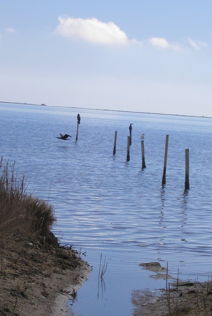 Delta del Ebro,Sant Carles de la Ràpita by jose mª ramirez