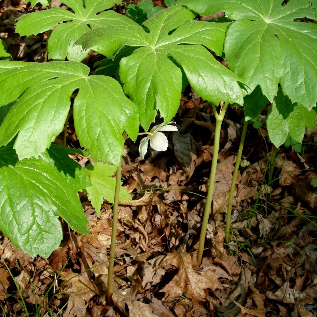 Umbrella Plants, or Mayapples in bloom by ~jean~