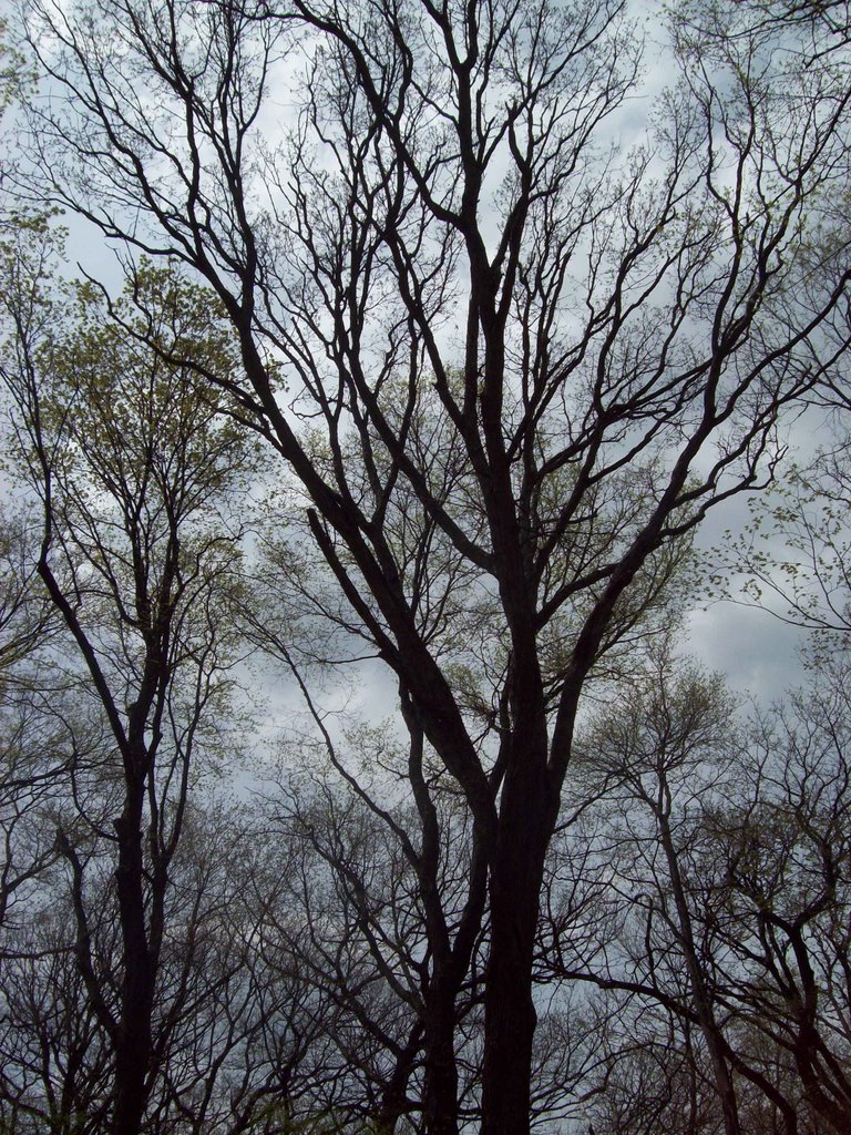 Tops of Trees by jseipp