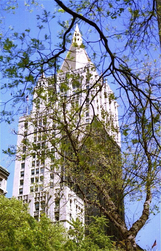 WOOLWORTH BUILDING FROM CITY HALL PARK by Jerry Desmond