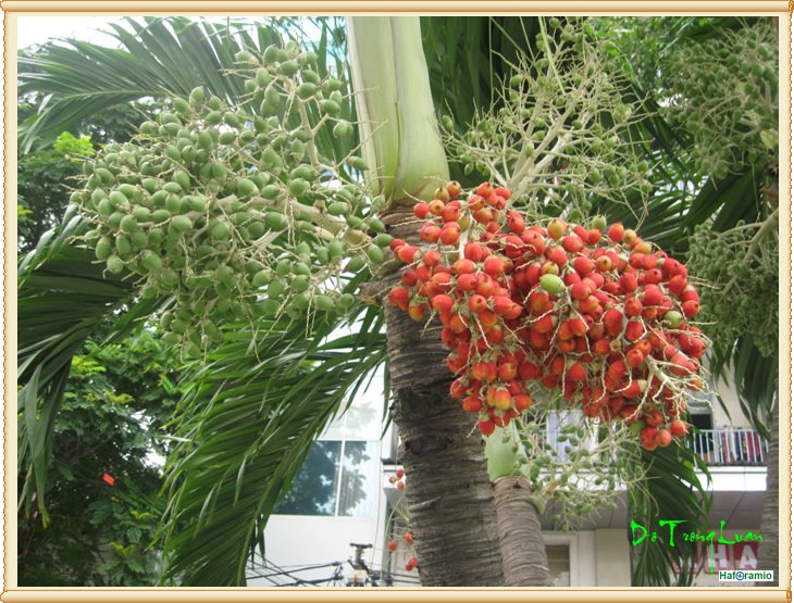 Cau chín đỏ by Trọng Luân