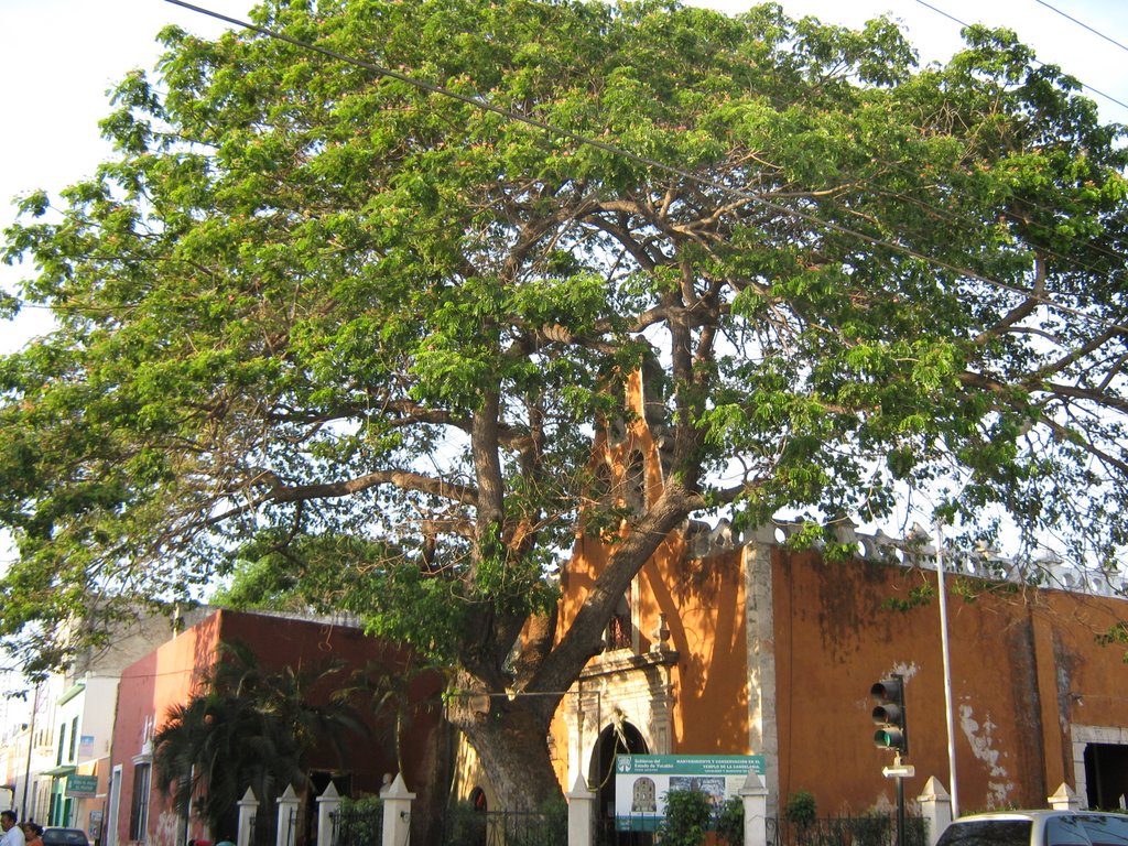 Árbol by José Repetto (Pepe)