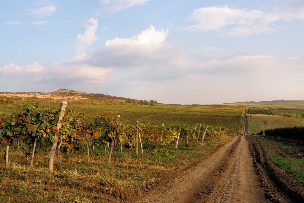 Szücsi, Hungary by Róbert Benus