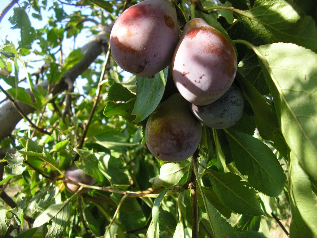 Ciruelas D'Agen en INTA Junín by Jaime Ortego