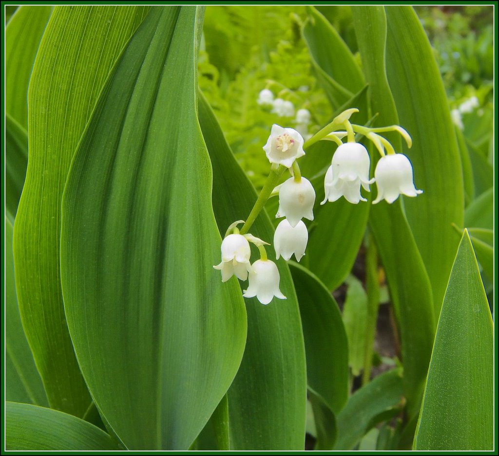 Konwalia majowa (Convallaria majalis) by Inteljack