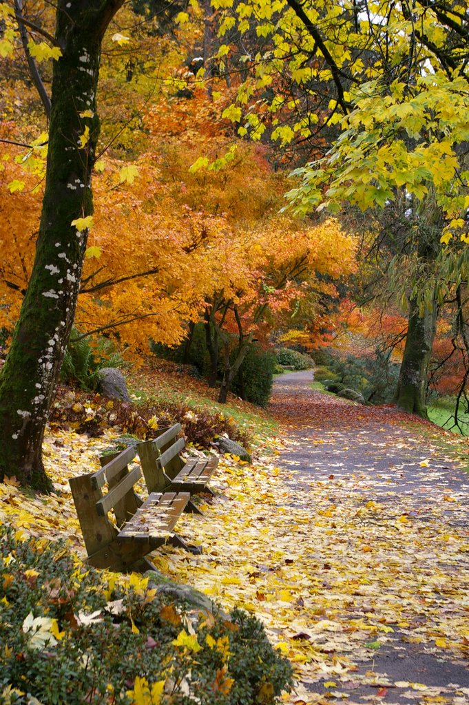 Couleurs d'automne au parc de Maulévrier by JPLeRoux