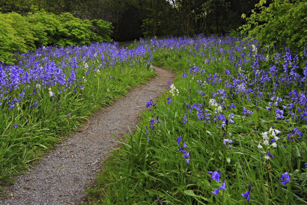 Bluebells-The House Garden-Buckland Monachorum (Devon UK) by kernowsilver