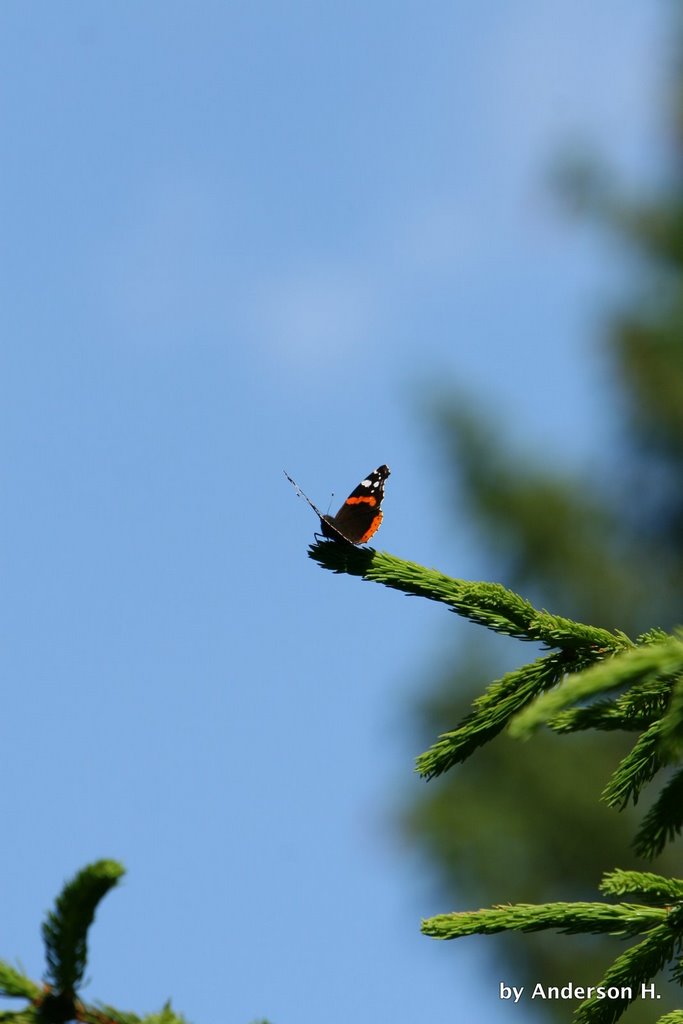 Butterfly - Schöckl by Anderson H.