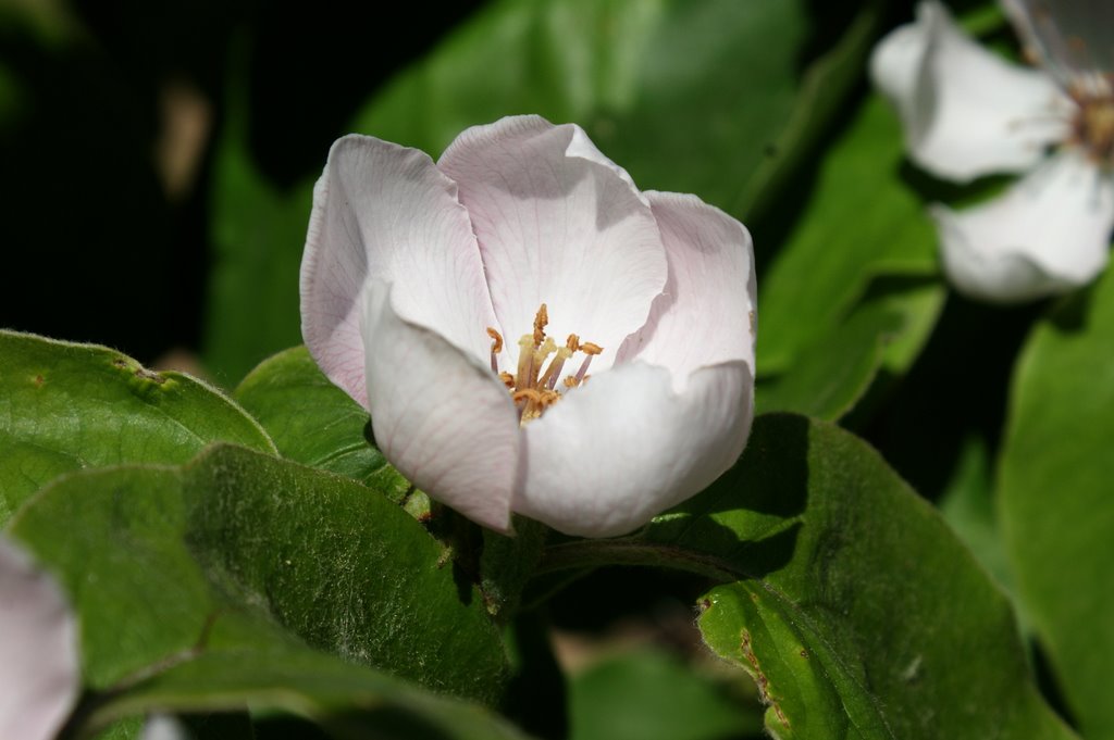 Quittenblüte im Garten by wolfbam