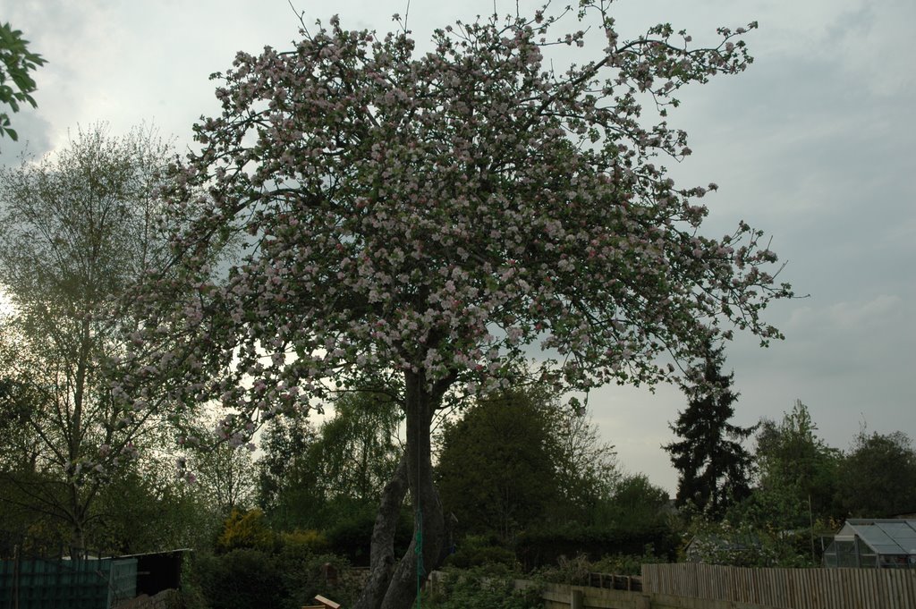 Apple Blossom by guyfogwill