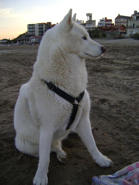 Siveriano en la playa by Julioluengo