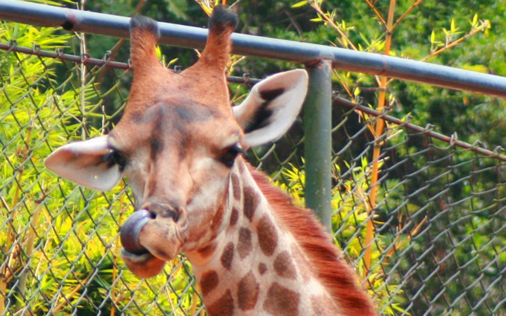 Girafa com Língua no Nariz - Zoo SP | Giraffe with tongue in the Nose - SP Zoo by Gabriel Dualiby