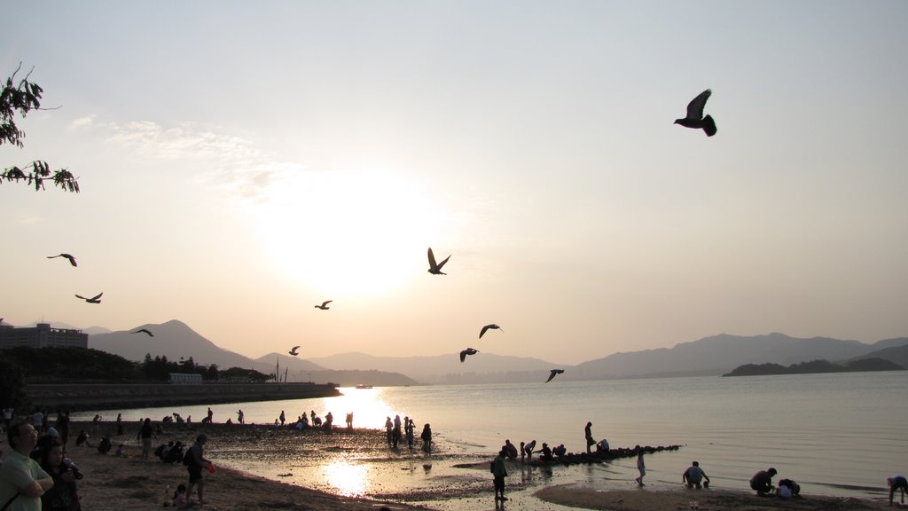 Sunset, pigeons at Ma On Shan Beach by thinsing