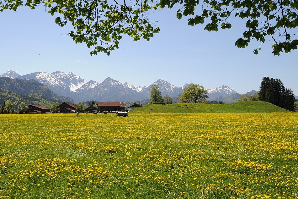 Löwenzahn, Berge und Kühe by Robert Böck