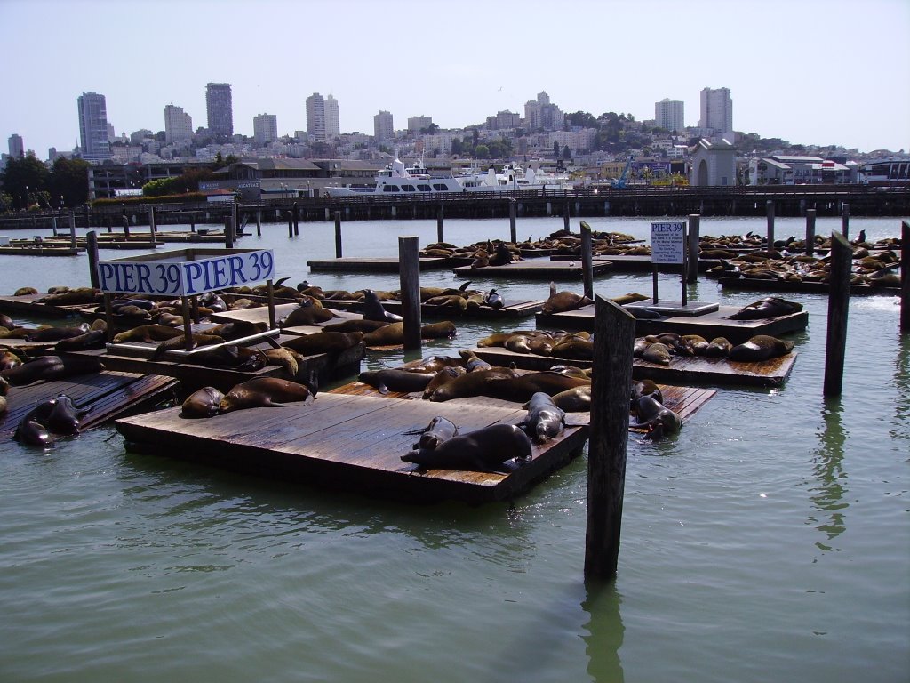 Sea Lions @ Pier 39 by Davide Barzaghi