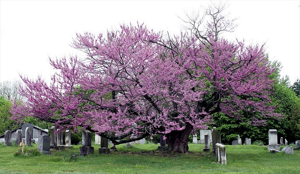 Ancient Redbud Tree by rosemontgolden