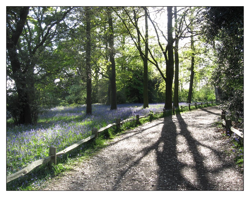 Bluebells in late afternoon sun - Kew Gardens by Riordan59