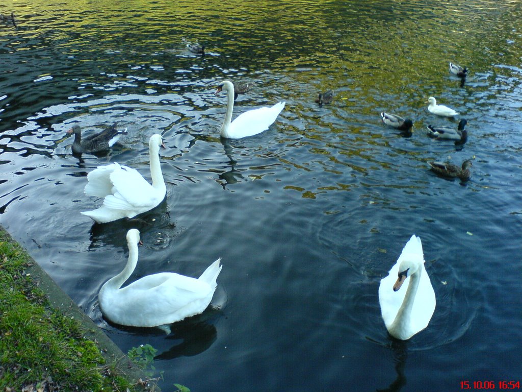 Hengsteysee - Schwäne und Enten by angryprincess