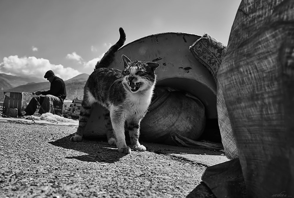 Limanın ağası .... by serkes