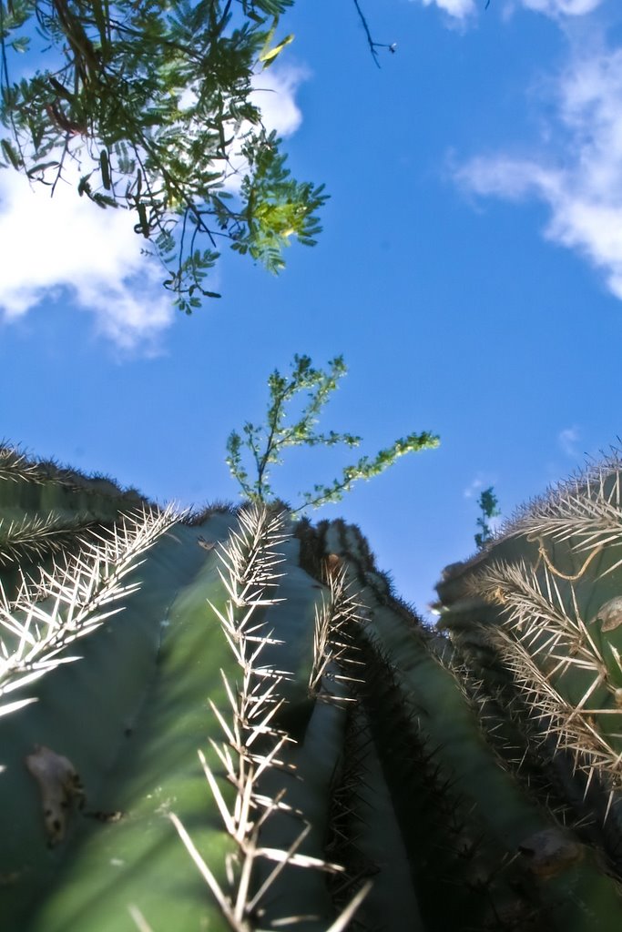 Cactus Vantage by Michael J. Loughran