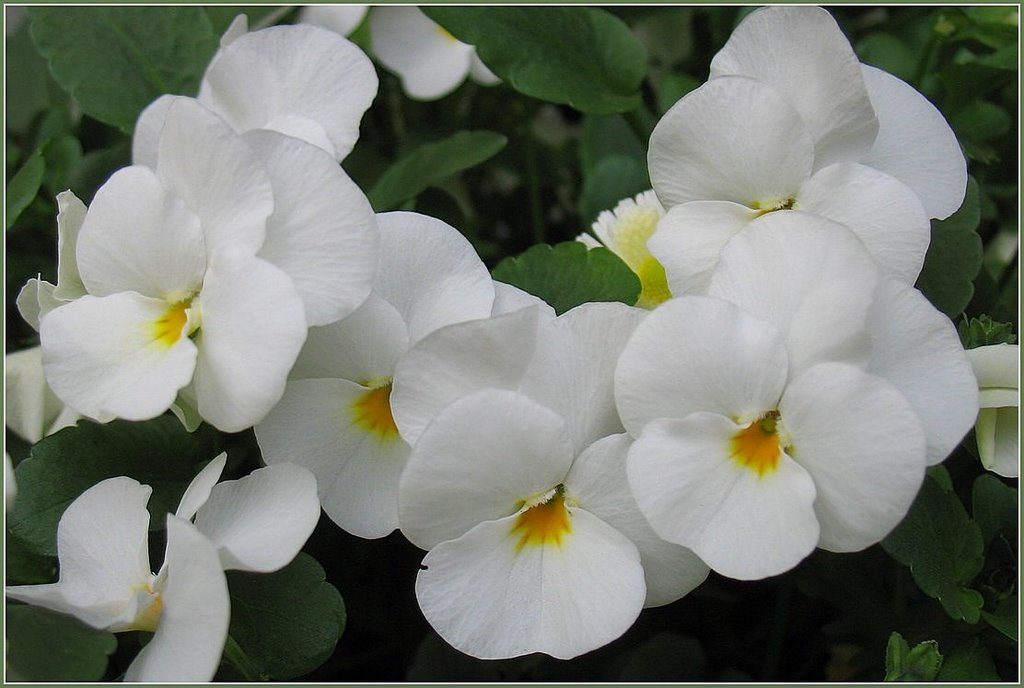 White violins (Violaceae) by Chris10 ©