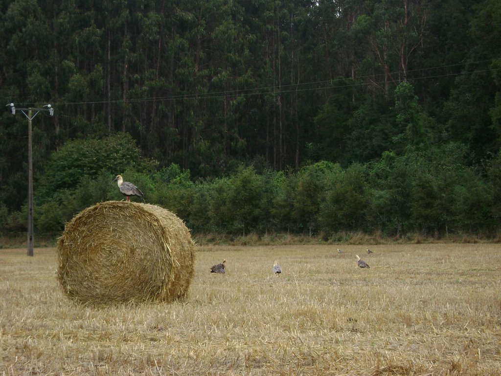 Campo by ecoturismontecarlo