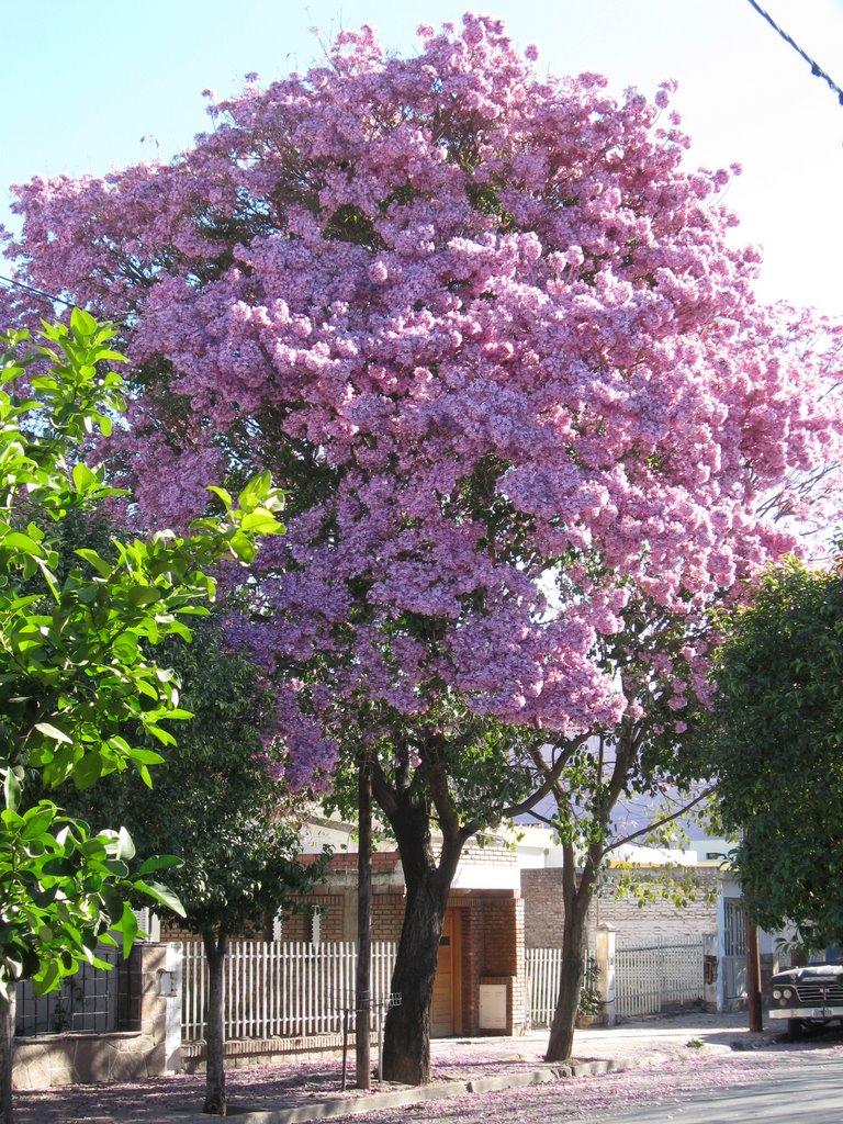 El lapacho que embellece mi calle by criollito