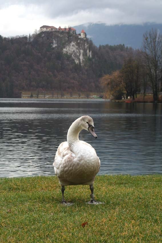 Cigno - castello by Istvan (Bologna)