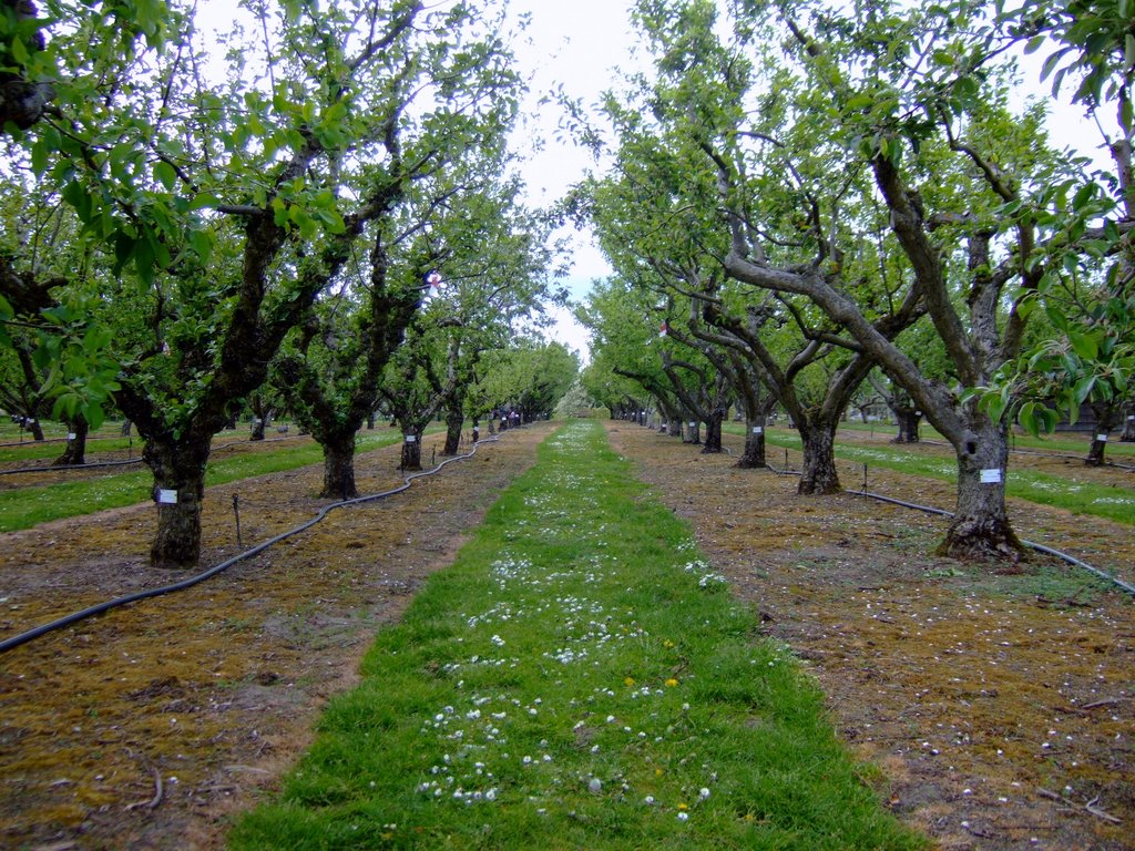 Wisley Orchard by aamiel