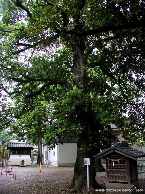 Big tree in Hikawa Shrine by remymar