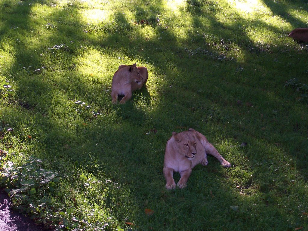 Longleat - Lions by nic_hyper