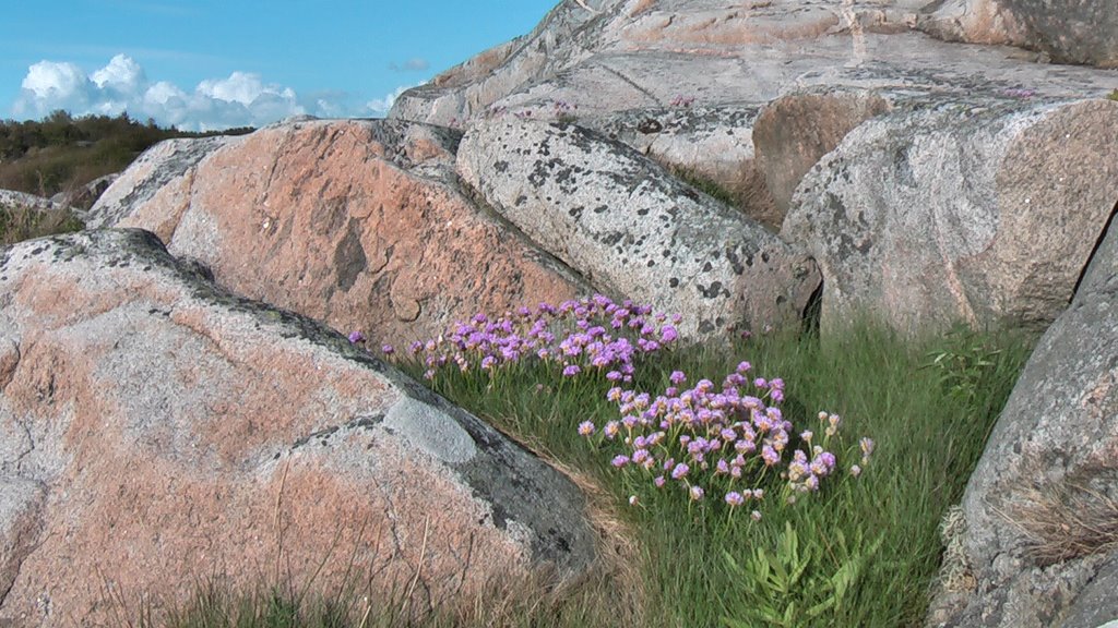 Smithska udden, Flowers at the rock by RC-EagleEye