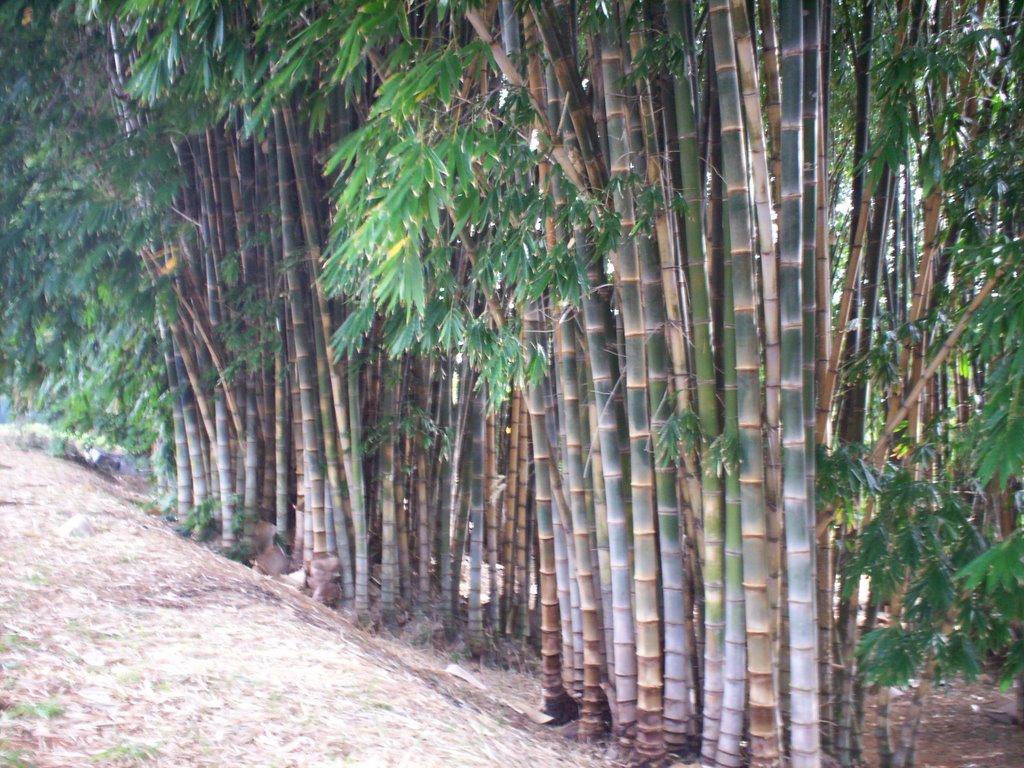 Goiânia - Parque Areião by José Eustáquio Ribei…