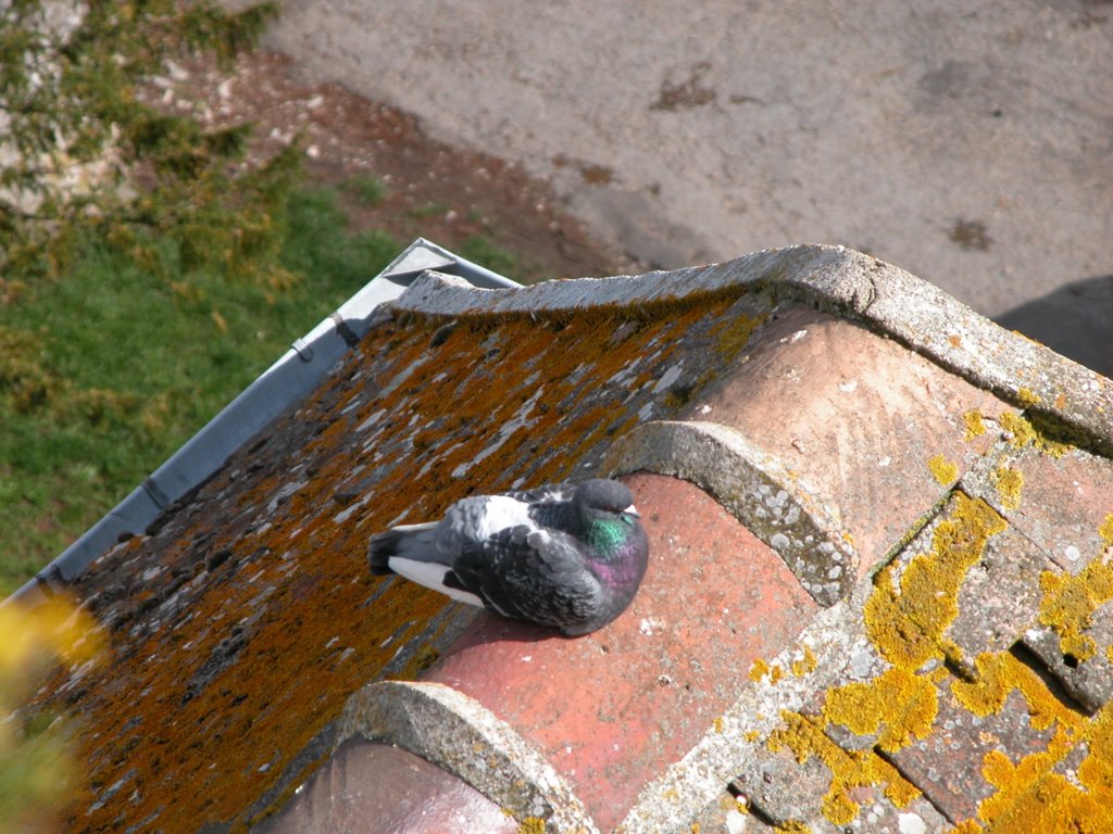 Dove on the roof - Provins France by Dan Gellman