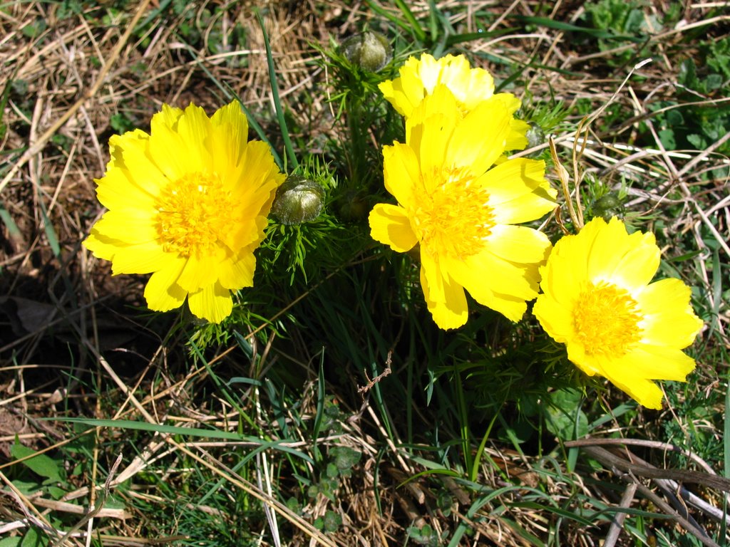 Adonis vernalis (Ruşcuţă-de-primăvară), Dealul Lempeş - Rezervaţie Naturală, Sânpetru, Braşov, România, 2006 (Foto: Bacea Anton) by Anton Bacea