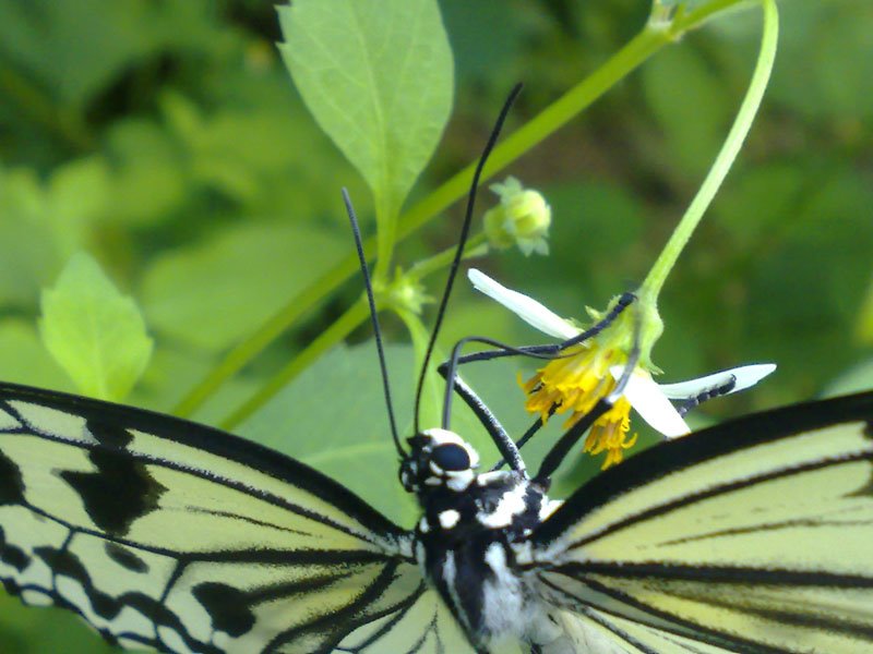 Malaysia Pinang - Butterfly Garden by k00966k2