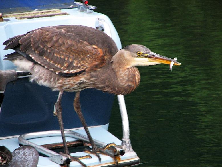 Great Blue Heron Montague Harbour Marina by Nawitka