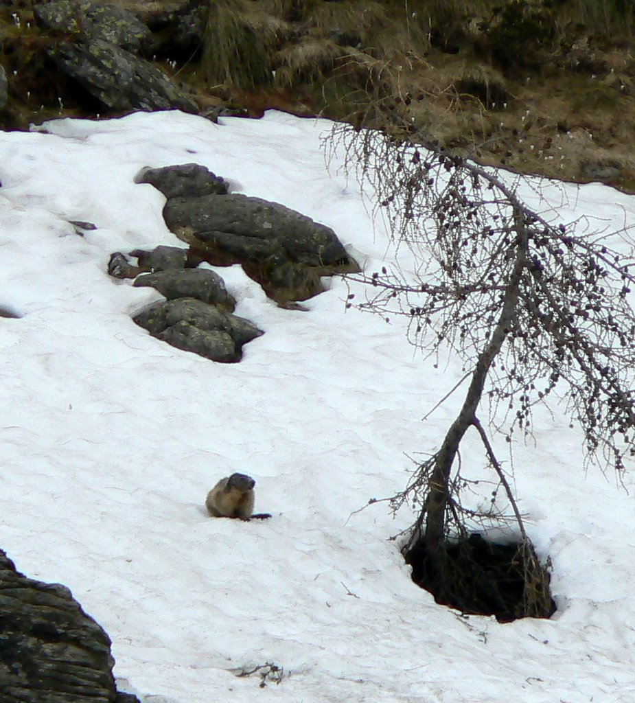 Marmotta by Sergio Bevilacqua