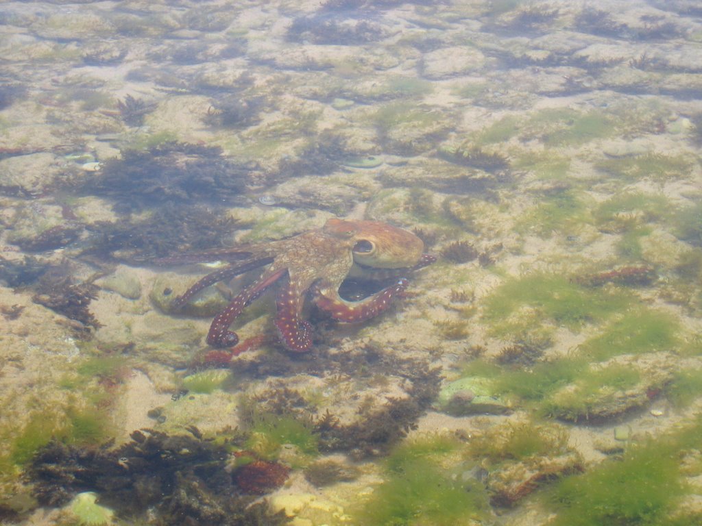 Octopus, Nuweiba, Sinai by niitsoo