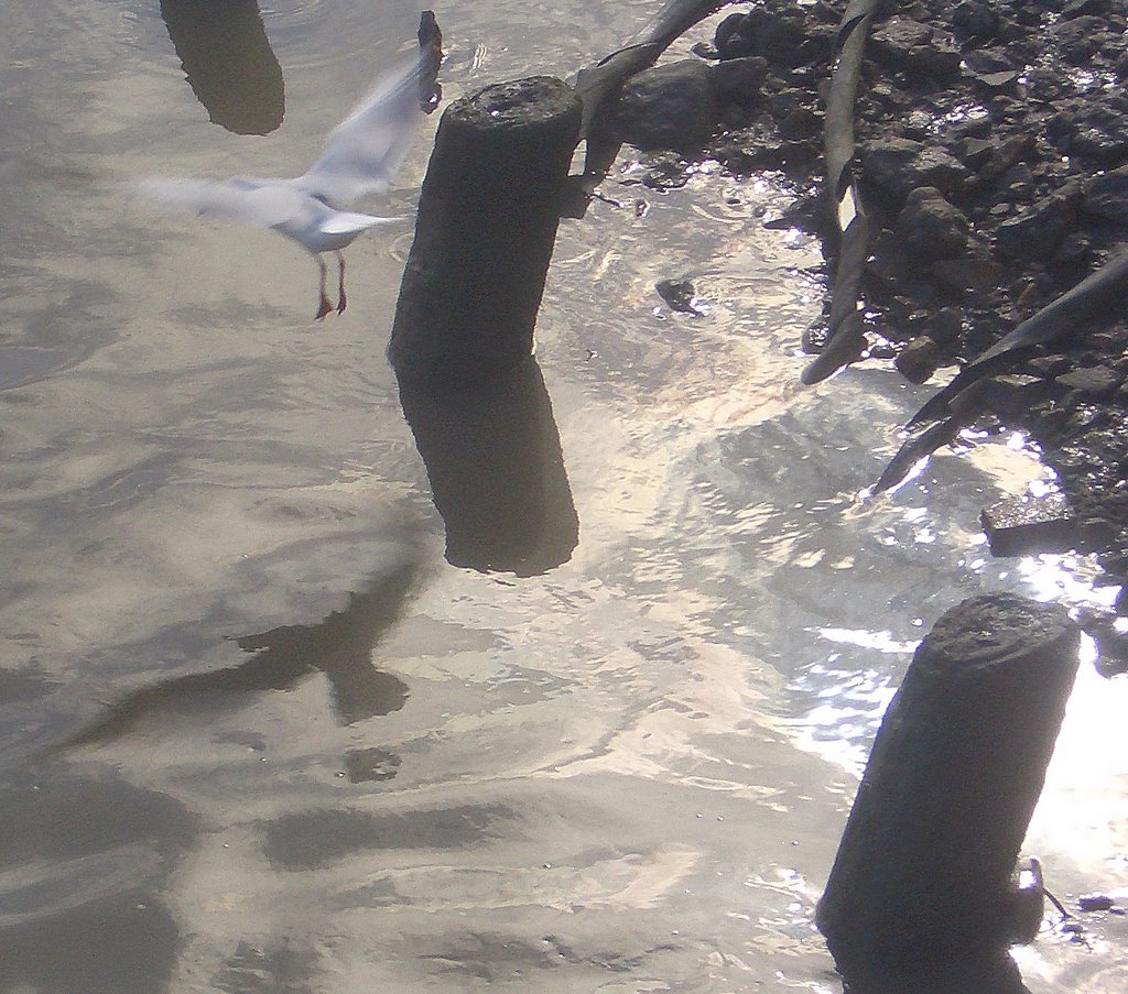 Gull Reflection Tejo by thepedlar