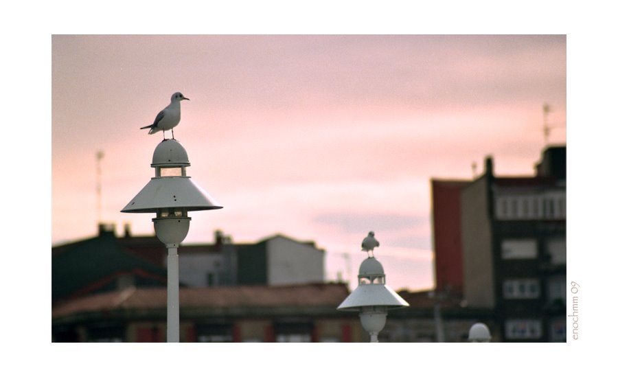 Two seagull - www.enochmm.es by Enoch Martínez Monte…