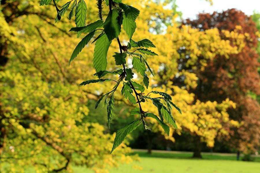 Naturwunder 2 Bäume in einem Baum (Weltweit einzigartig) by Andreas Schwind