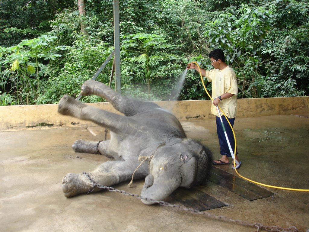 Bathing the elephants by alext81